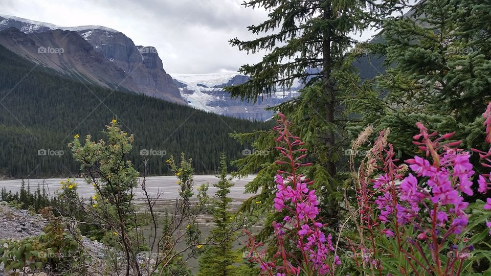 Stutfield Glacier, Icefields Parkway, Canadian Rockies , Canada 🍁