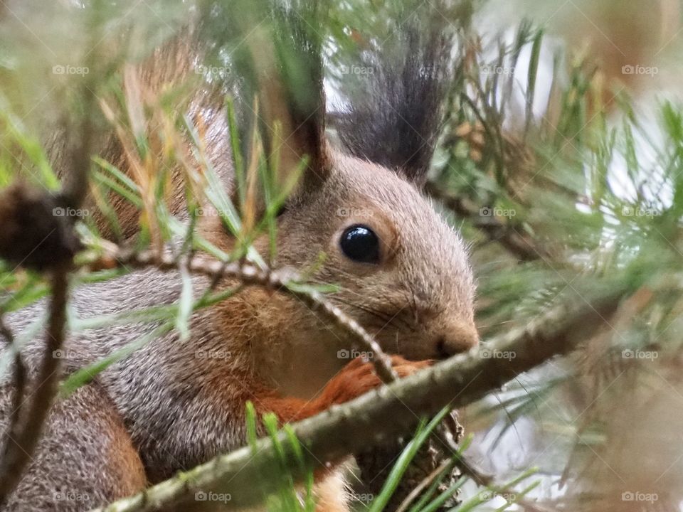 Squirell