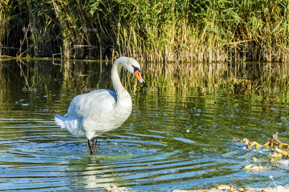 The white swan comes ashore.