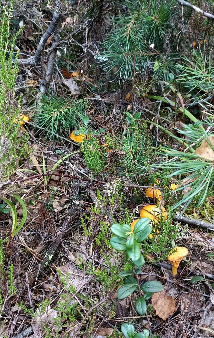 magic mushrooms beautiful texture growing in the ground