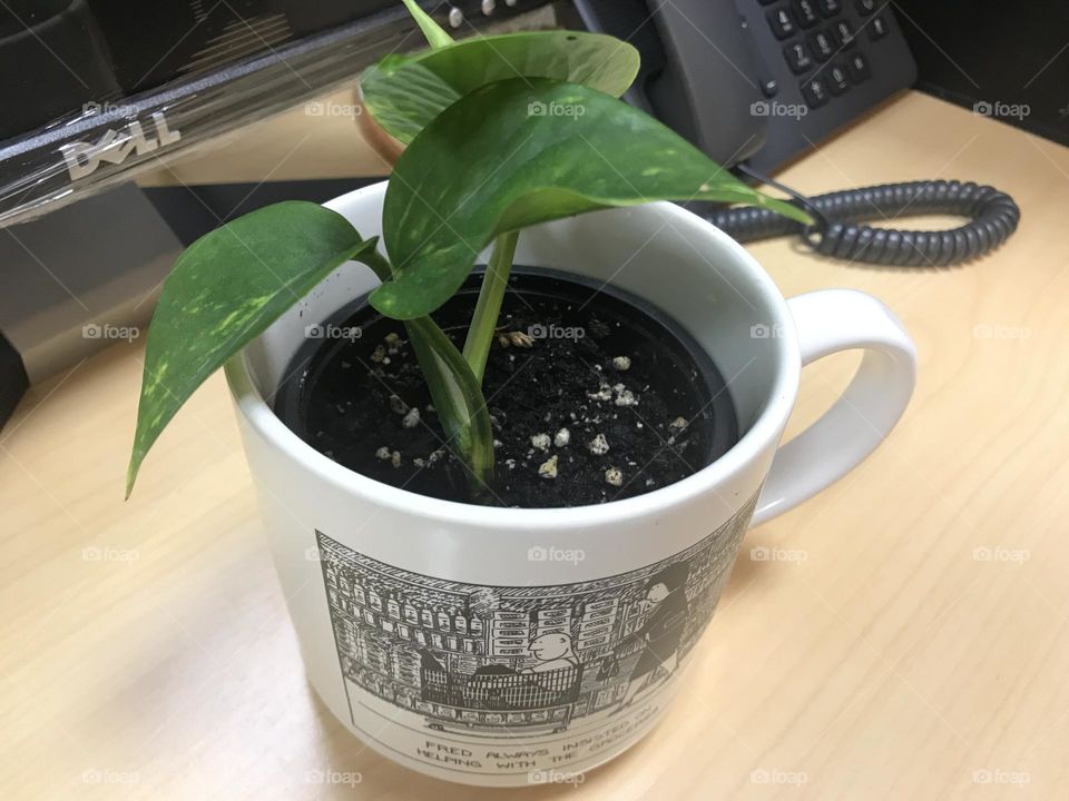Plant in a mug. It is creatively planted in a pot that was put into nside a mug. Reuse reduce and recycle wonderful way of saving Mother Nature