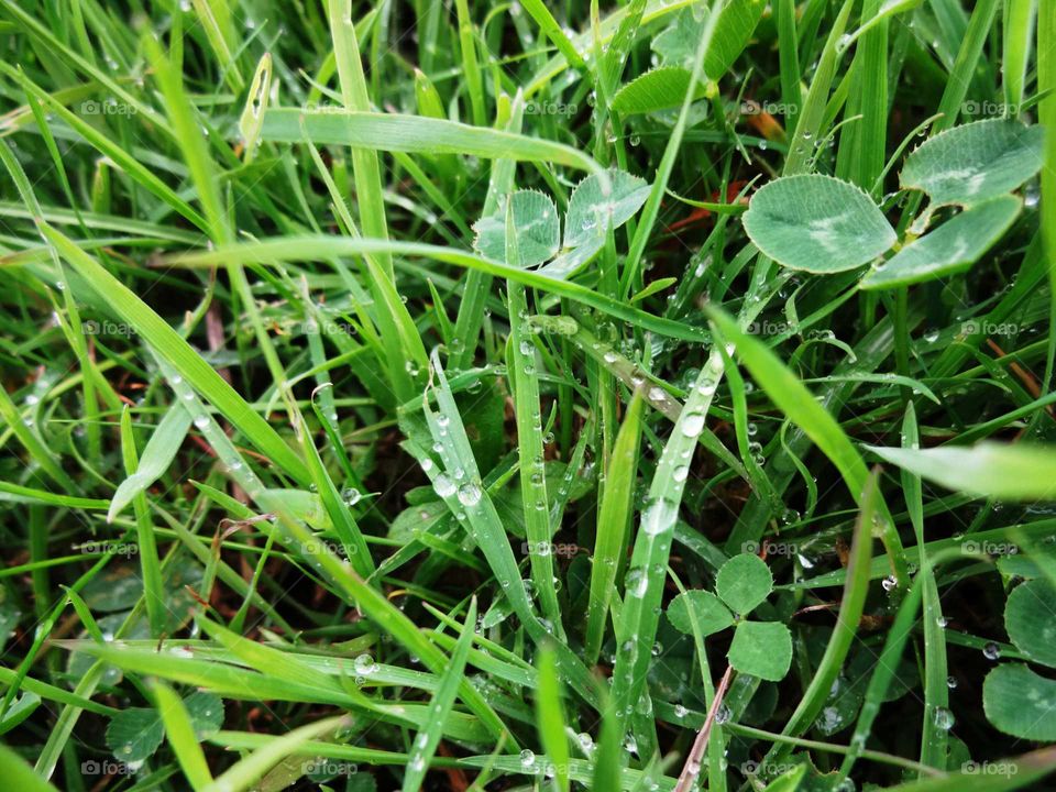 dew on the grass. dew on the grass after the rain