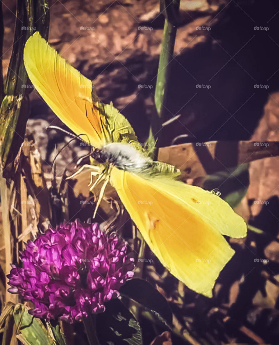 A bright yellow, cloudless sulphur butterfly coming in to land on pink clover