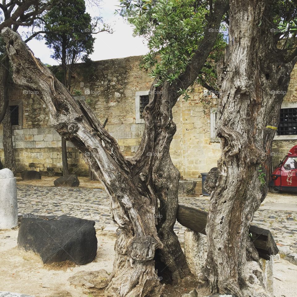 Old tree in a courtyard 
