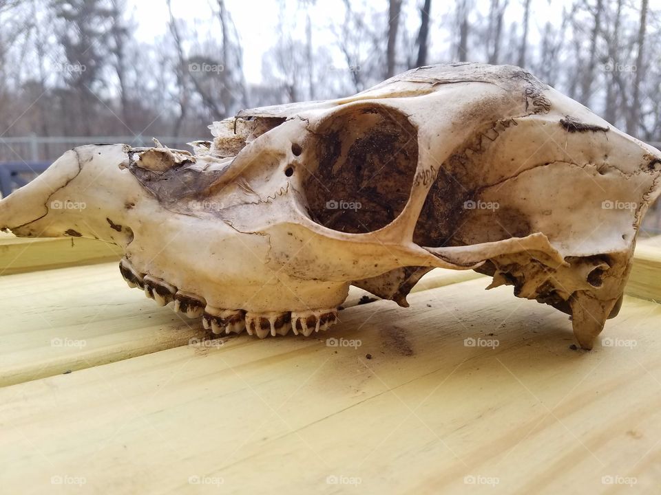 Deer Skull
