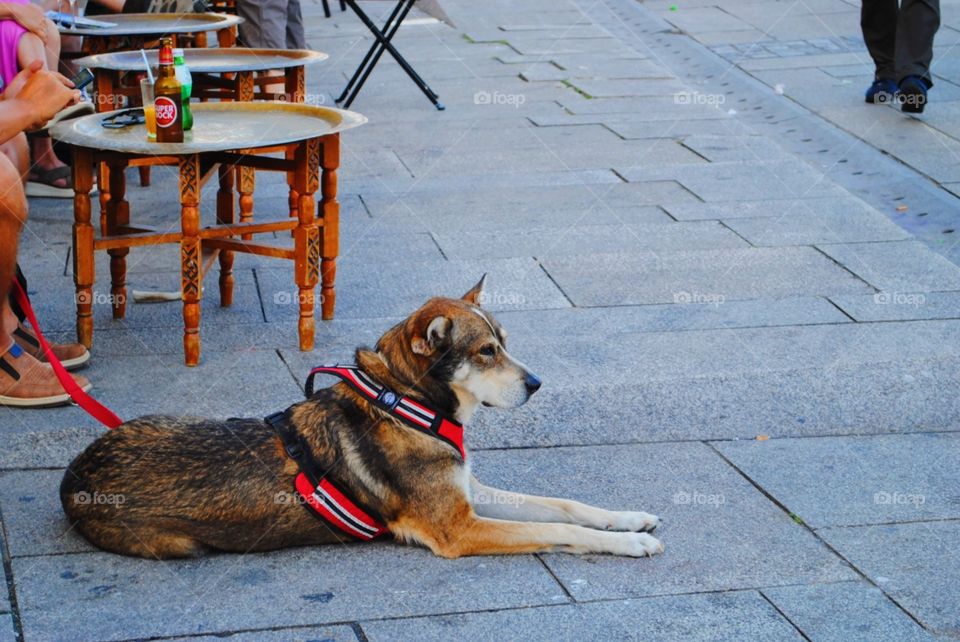 And who said only people enjoy the summer? Dogs do too!!! - Porto, Portugal. 