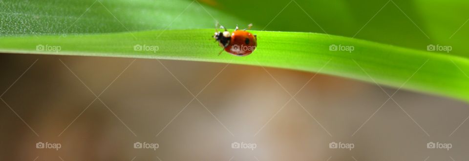 Ladybug, Beetle, Insect, No Person, Tiny