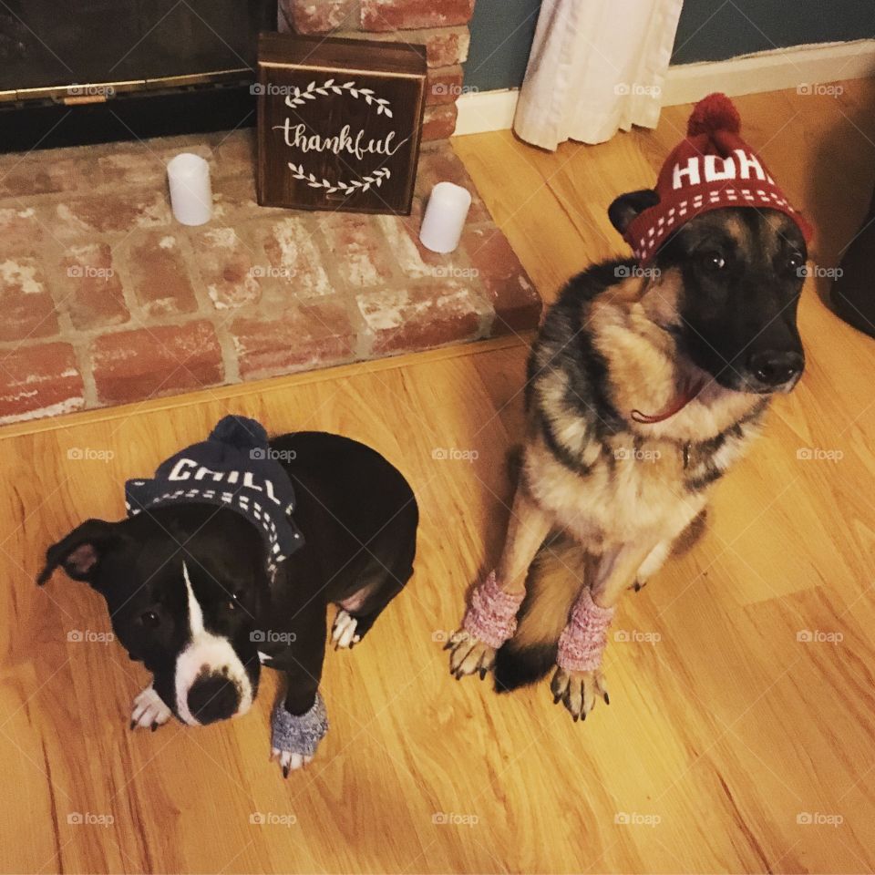Dogs in hats