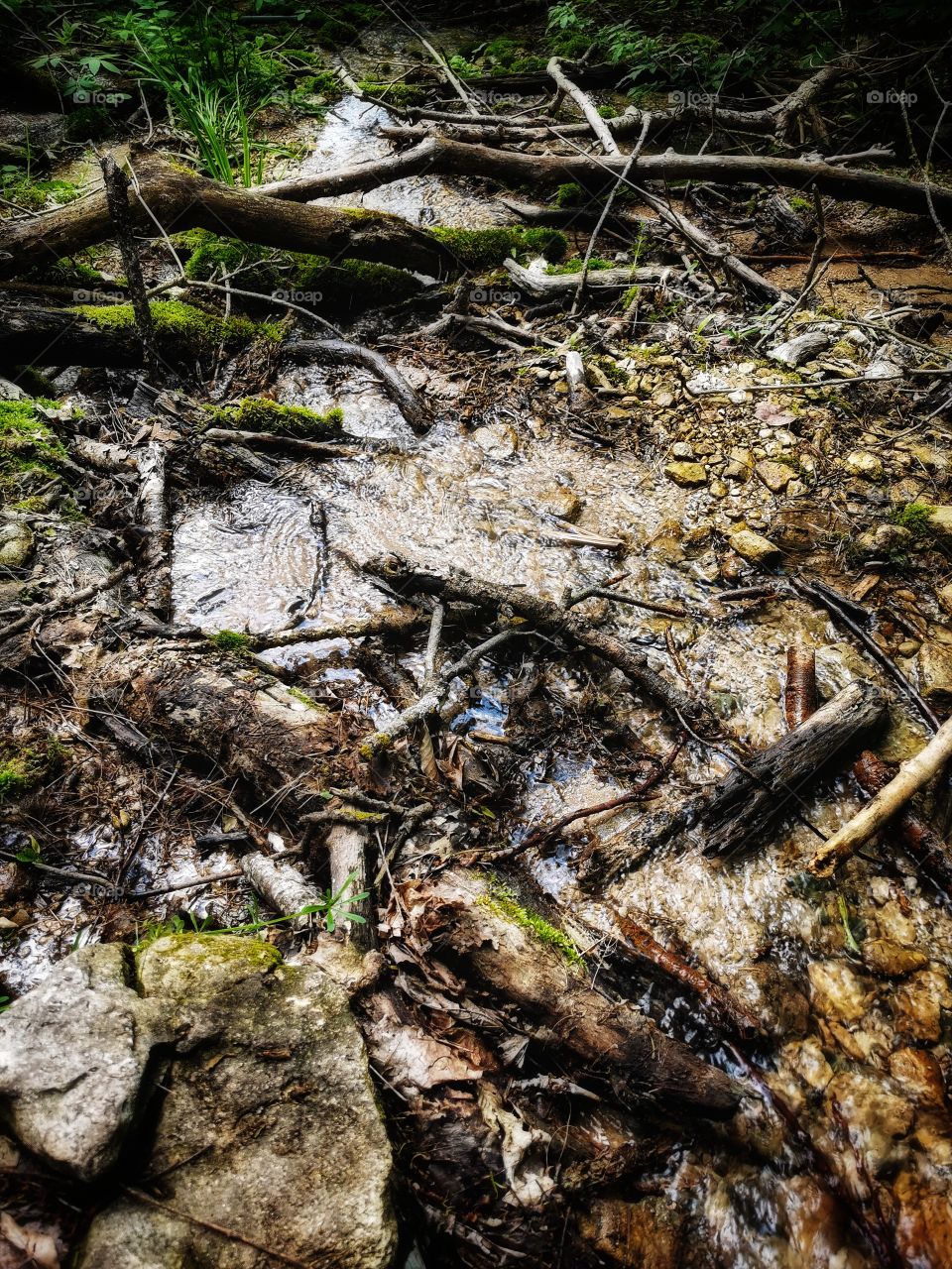 Forest day outdoor nature greens wild forest greens