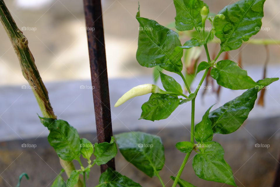 Home grown chilli 