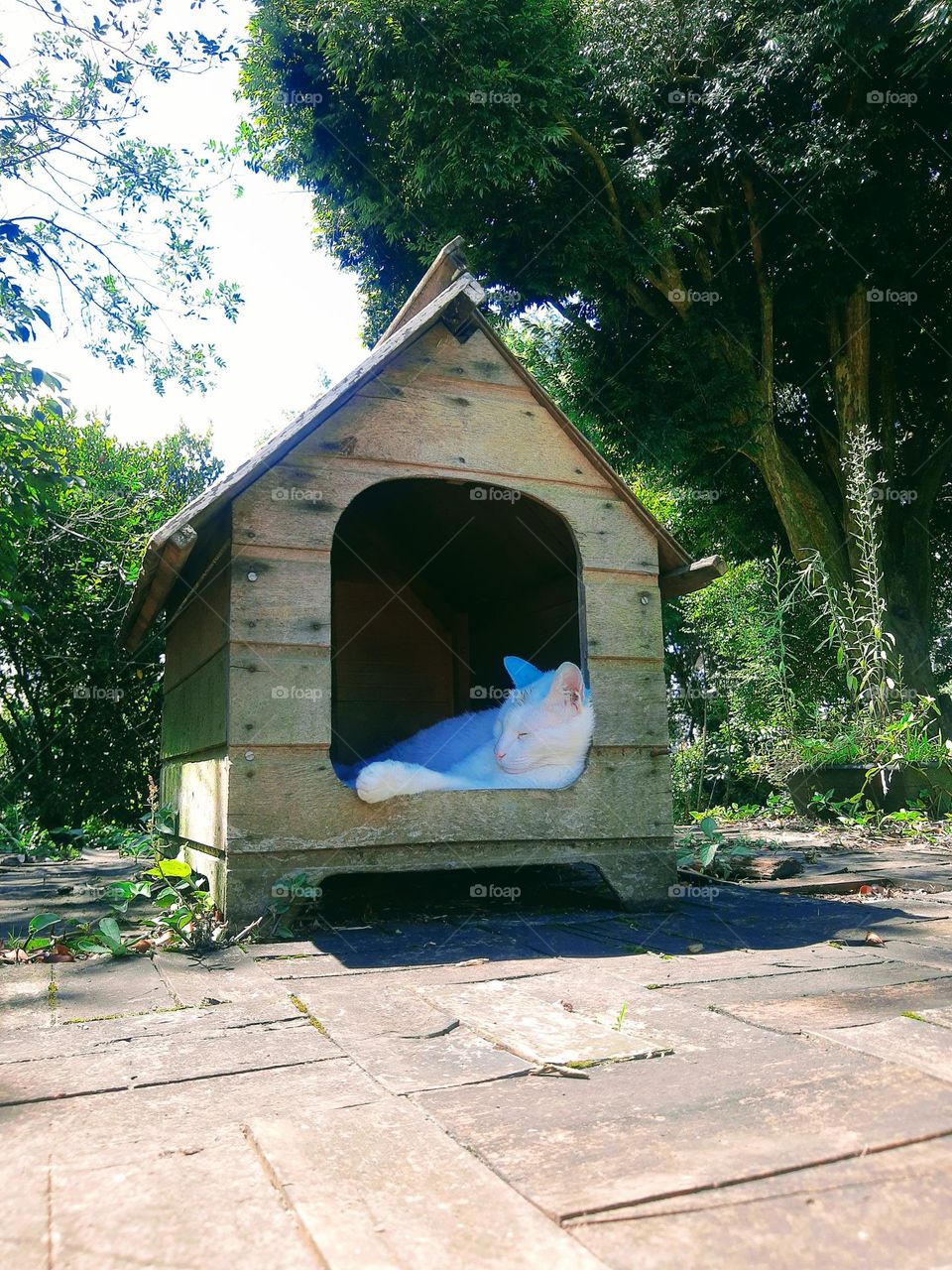 white cat in a small house