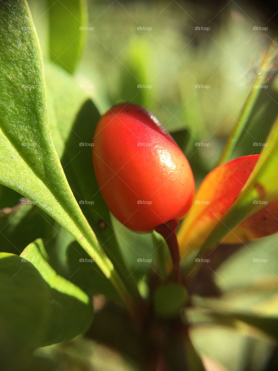  Berry closeup