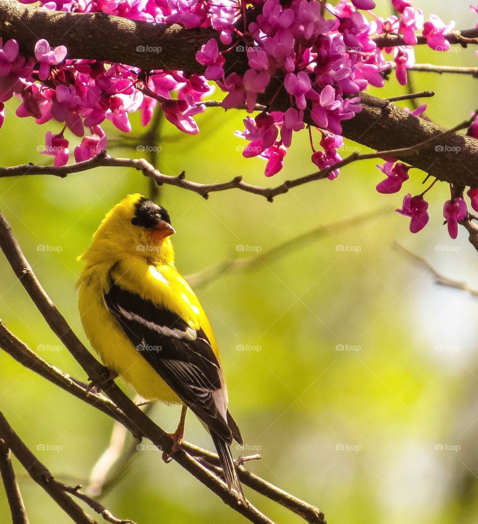 Goldfinch in the Spring