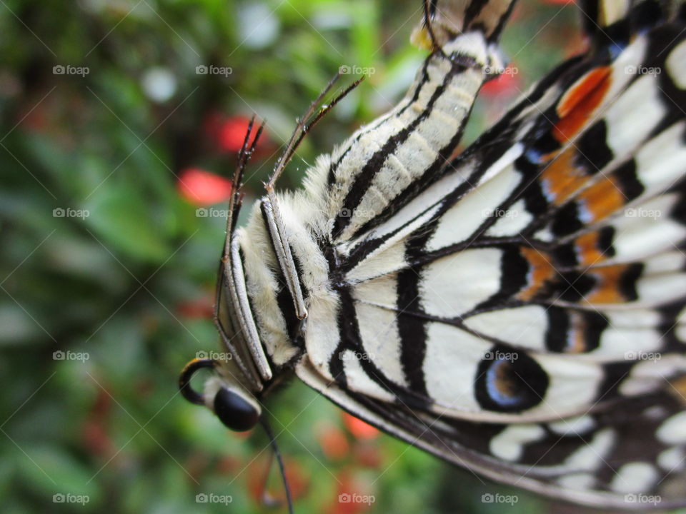 butterfly yoga