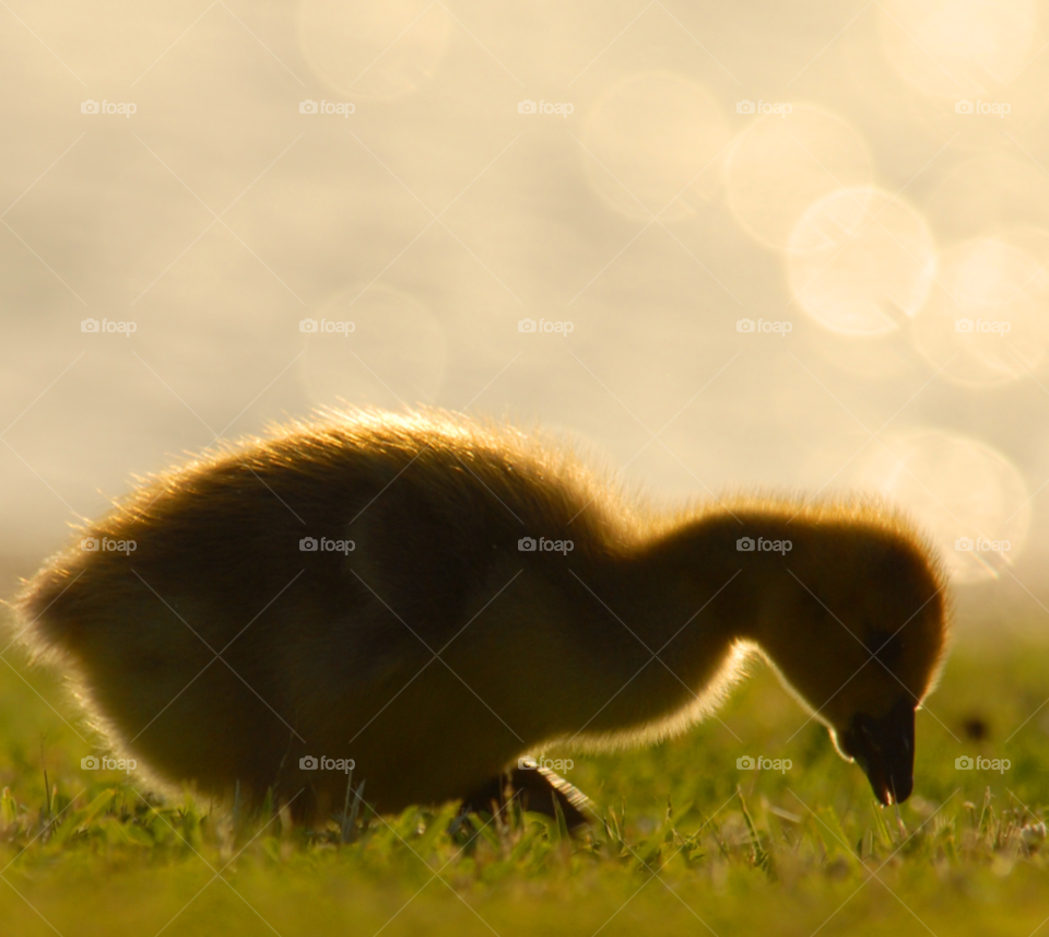 baby animal bird eating by lightanddrawing