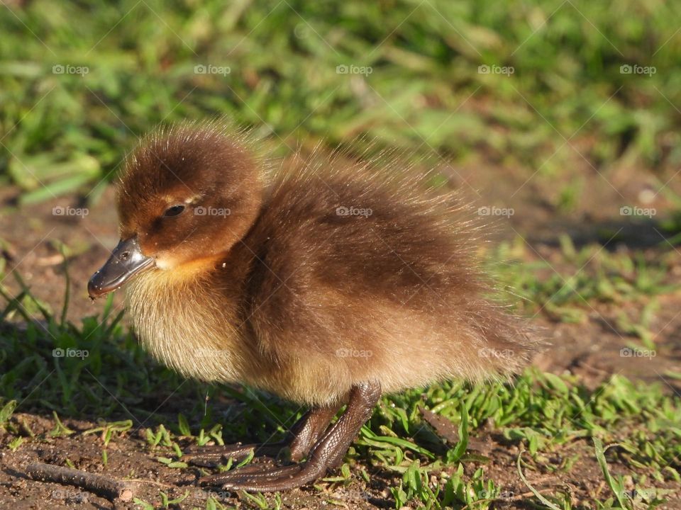 A duckling at the river 