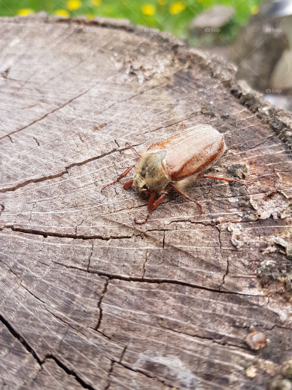 Tree&Bug