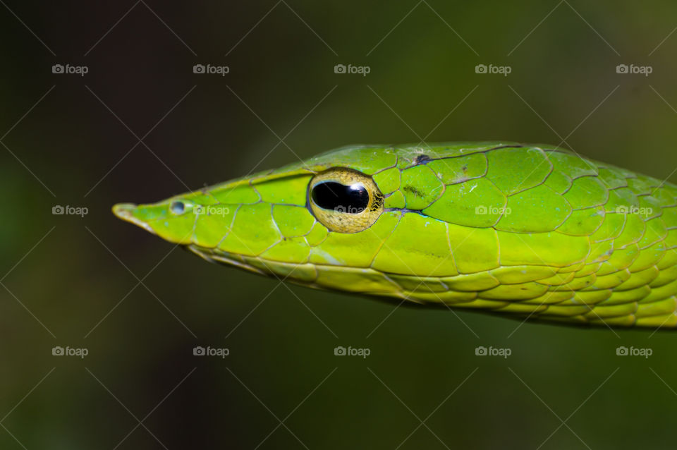 Close up of green vine snake. Wild snake in green.