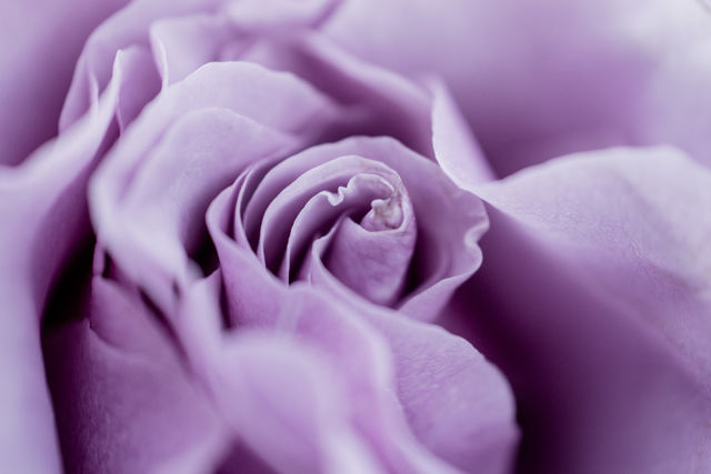 violet rose