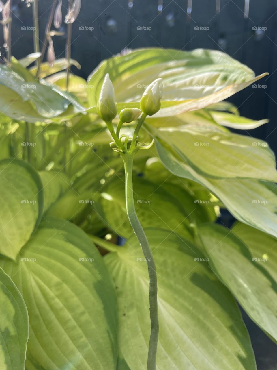 Elvis my Venus Flytrap growing tall sitting next to my Hosta drying out in the morning sunshine after heavy rain yesterday 💚