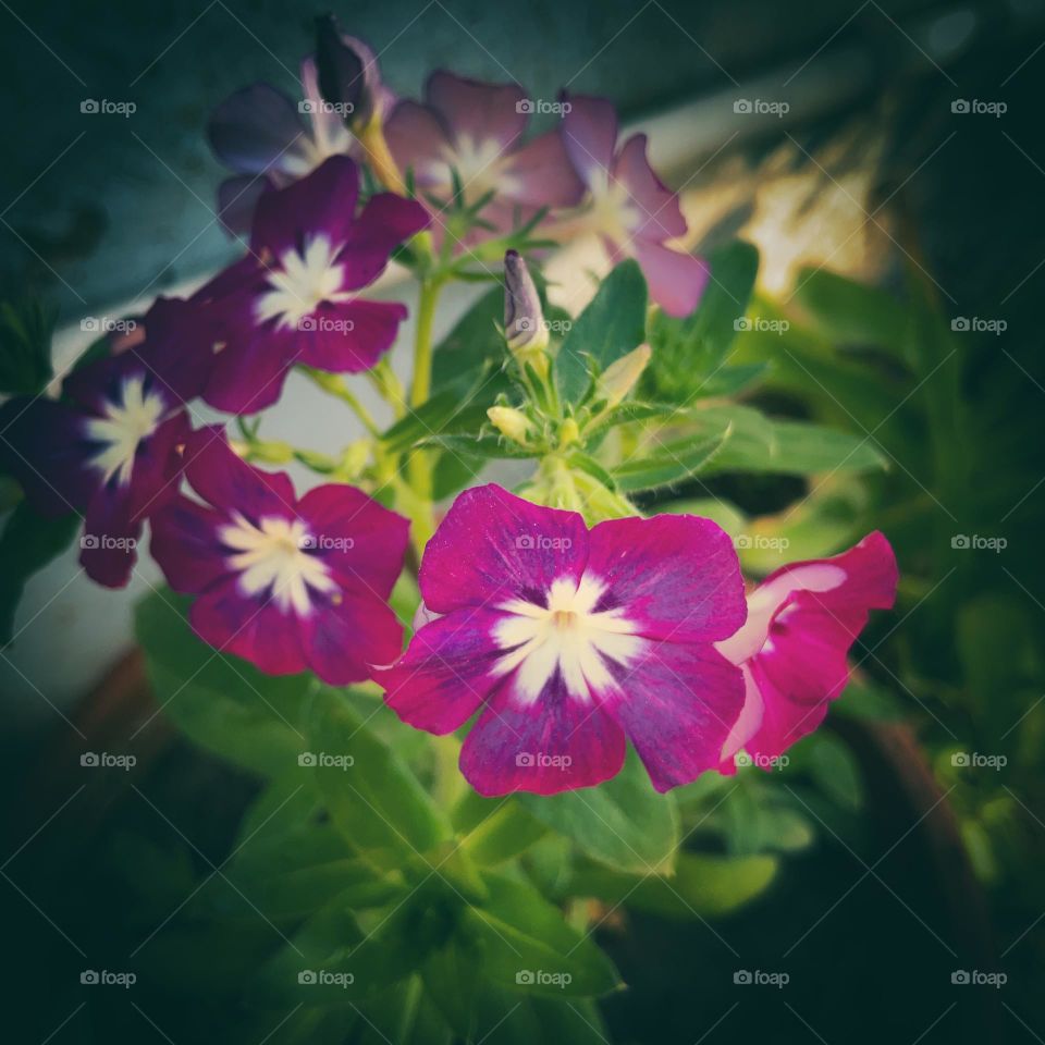 mobile series: plants