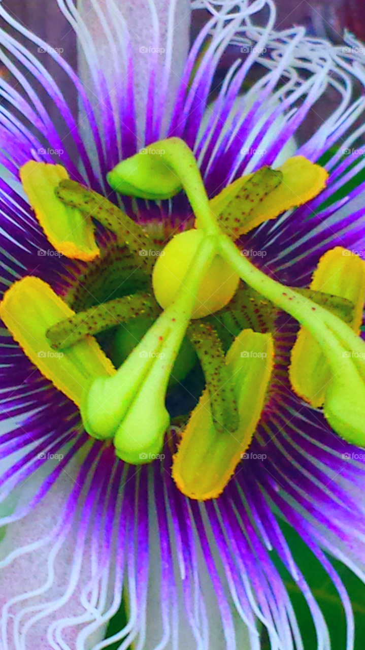 "Purple & Pink Passion Flower"