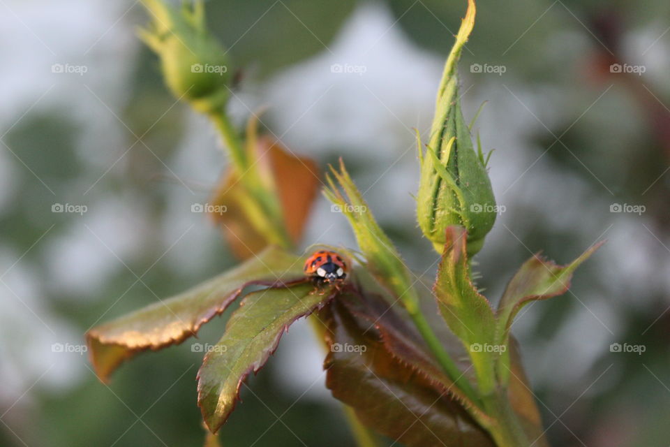 ladybug