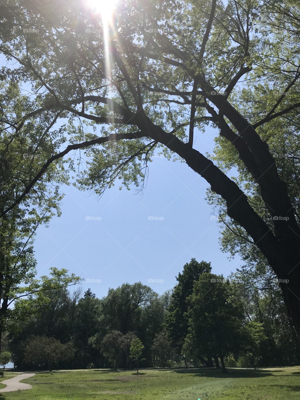 Sun shining through trees in a park