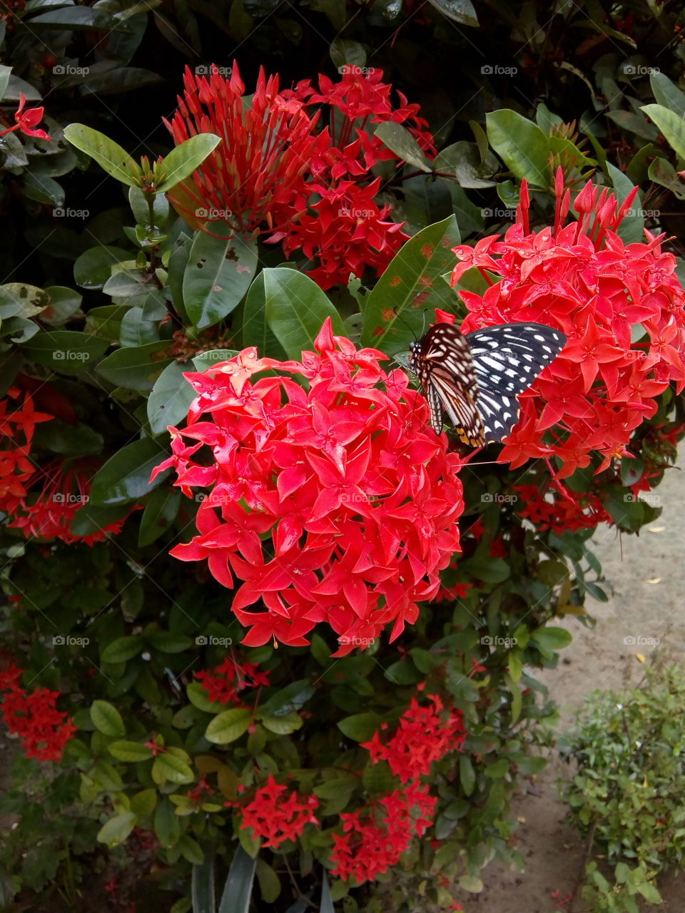 FLOWER WITH BUTTERFLY.