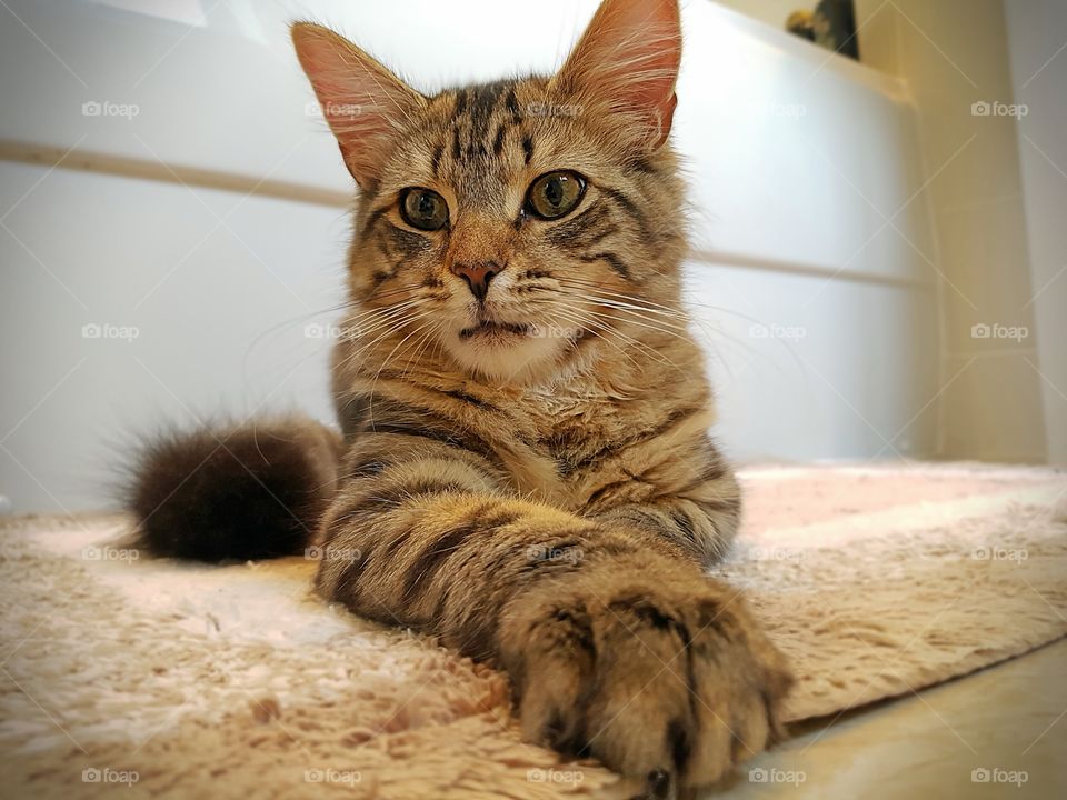 YOUNG MAINECOON TABBY CAT PORTRAIT.