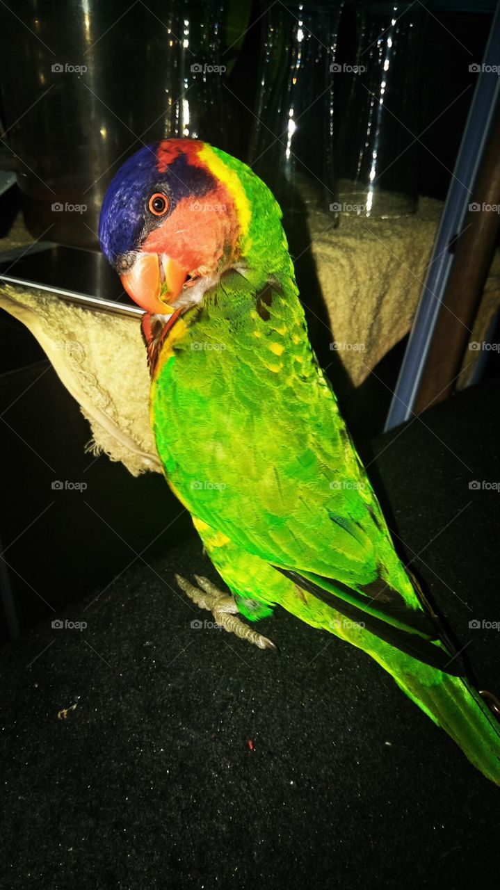 look at me, I am a beautiful bird. Parrot!