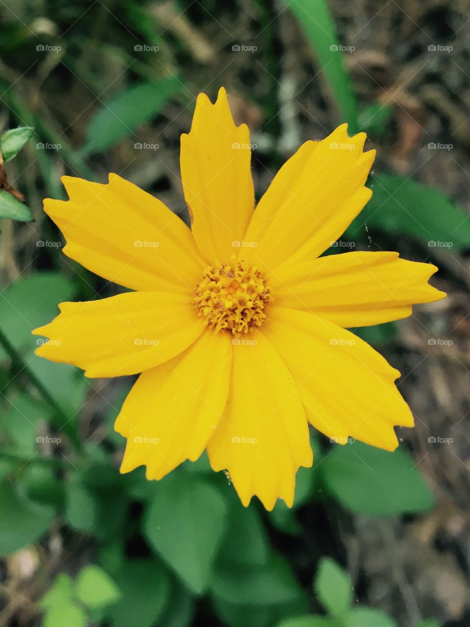 Yellow . Yellow flower