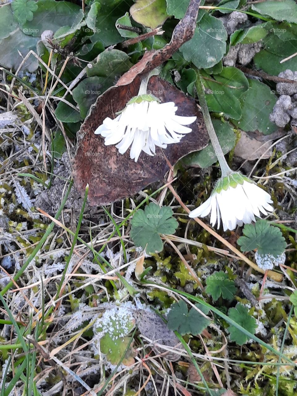 winter garden after frosty night - damaged daisies