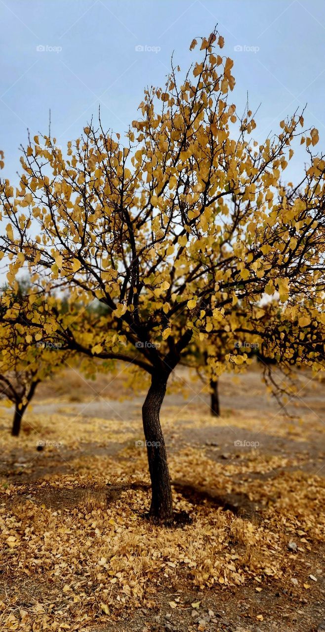 beautiful autumn
The autumn season is coming to an end. I took this photo from around my office. Autumn is the master of nature painting.
