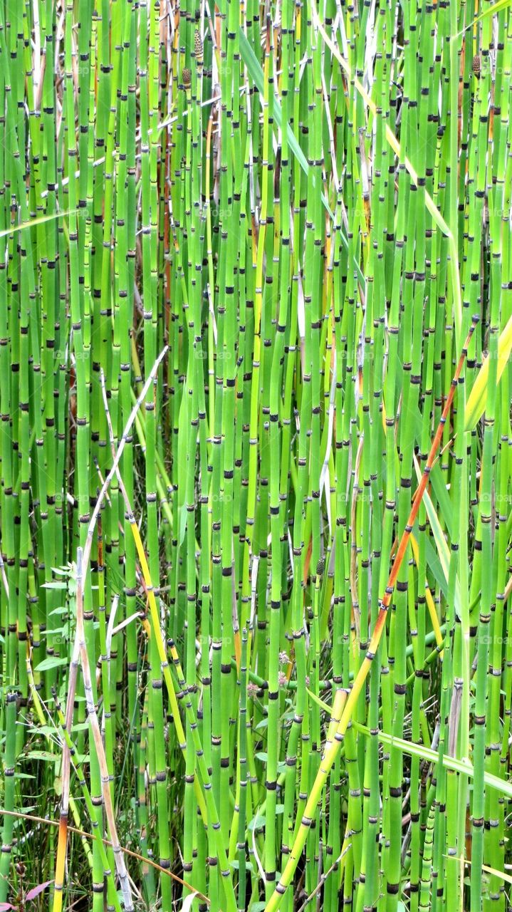 Bamboo