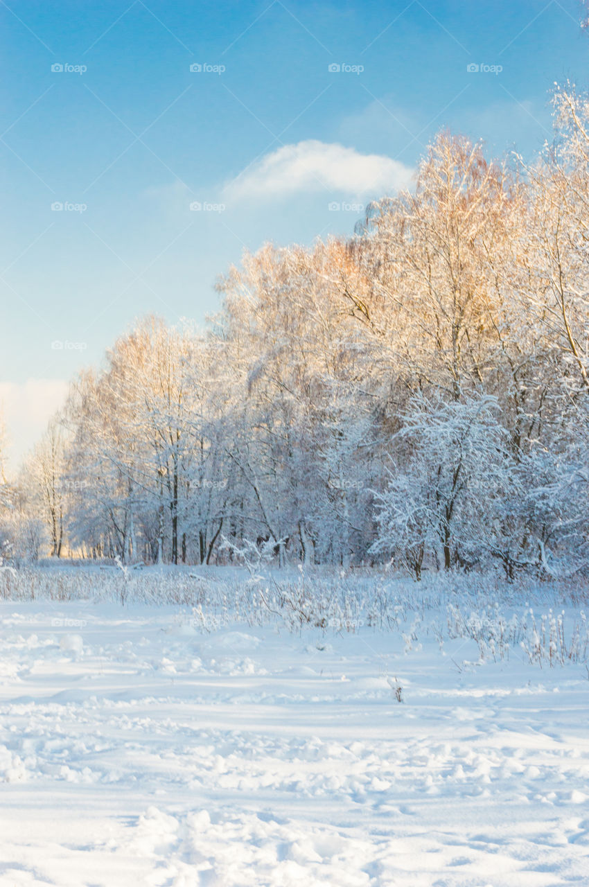 Snowy bare tree against sky