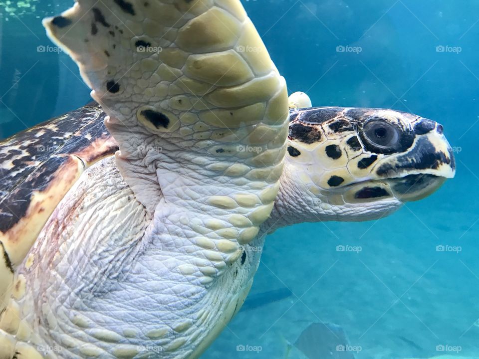 Sea turtle 