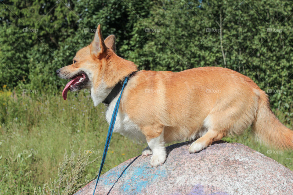 breed corgi dog walks on nature