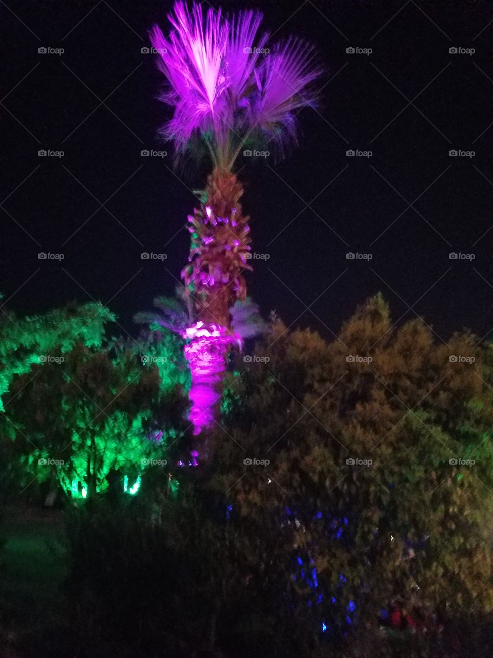 a lit up palm at night standing over the bushes