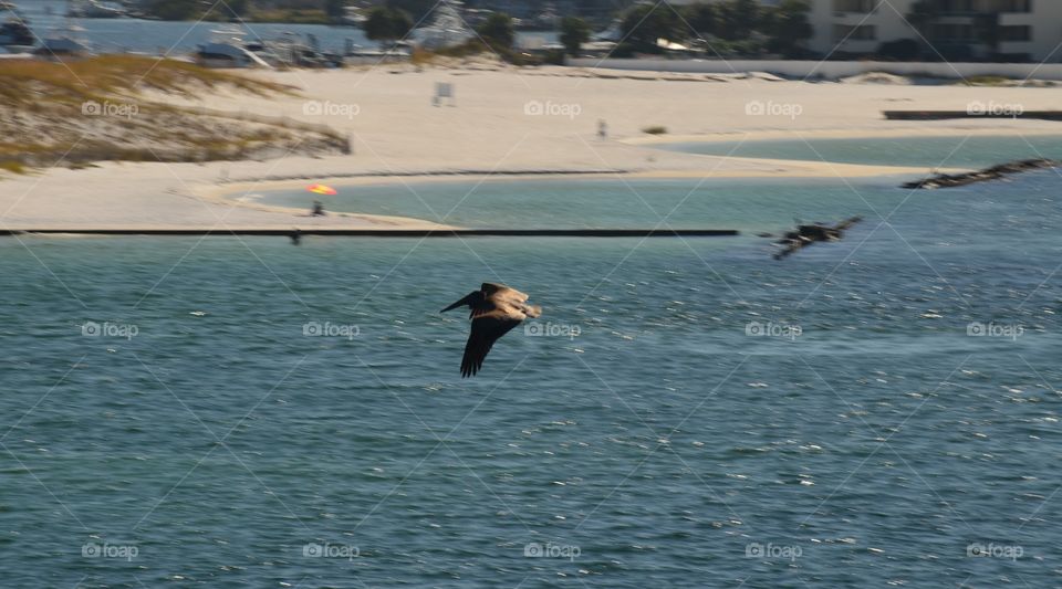 birds in Flight over water
