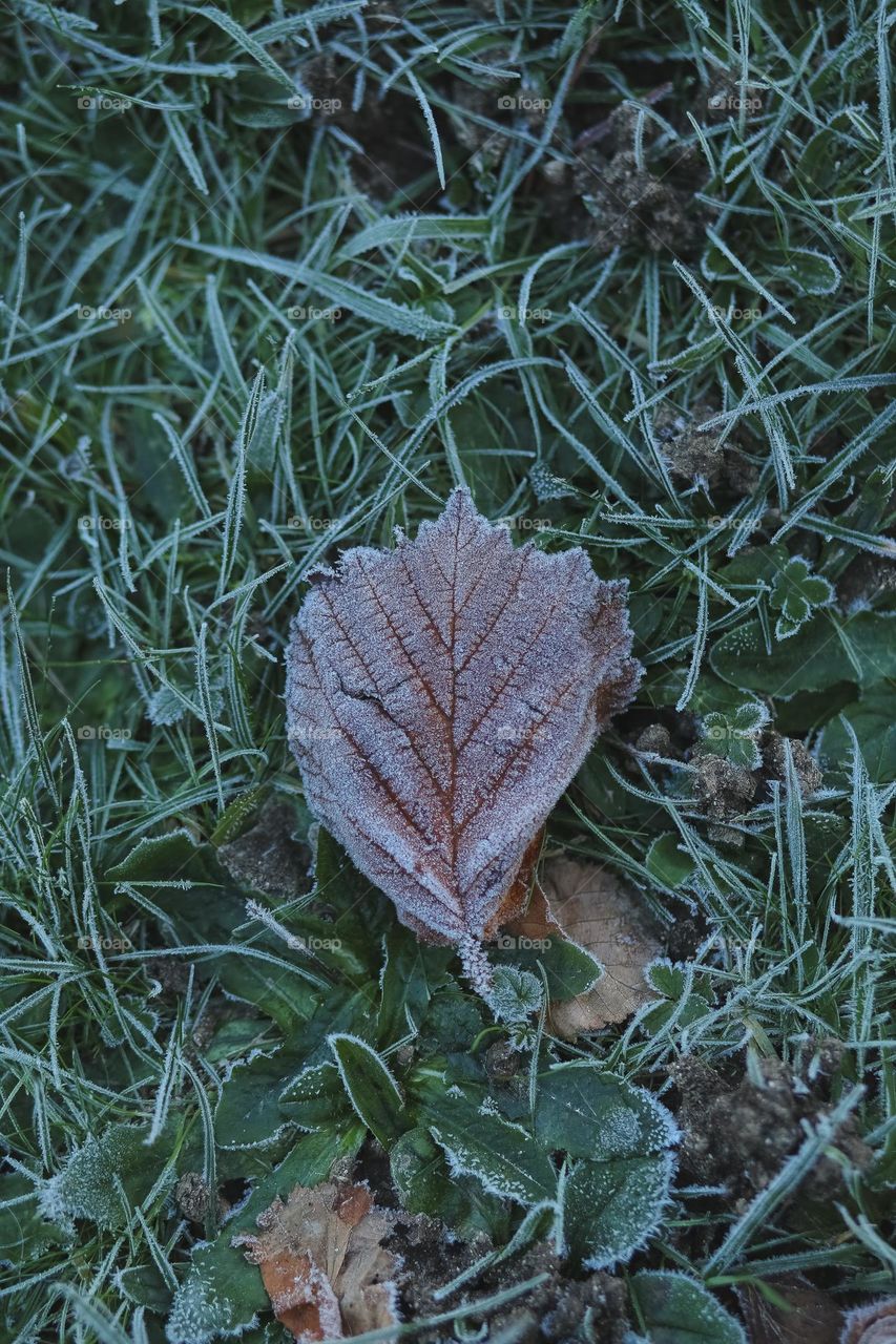 Frosty Marvels, nature’s icy artistry 