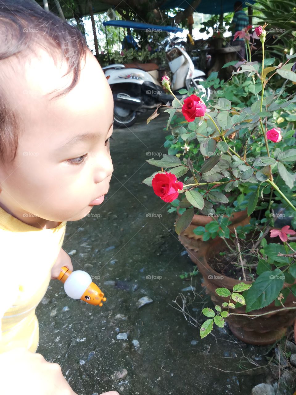 A baby boy looking at the red roses and trying to see it closer.