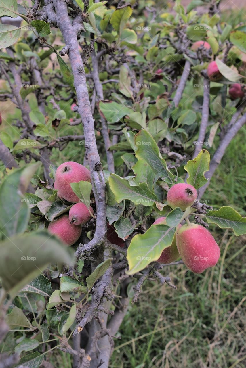 Organic tree cultivation with green and red apples