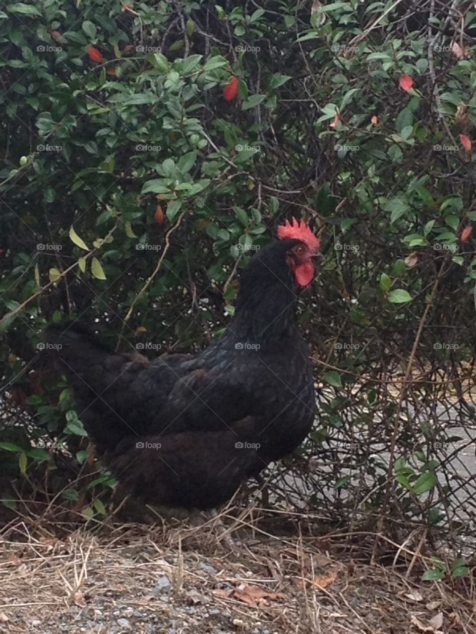 Black Chook