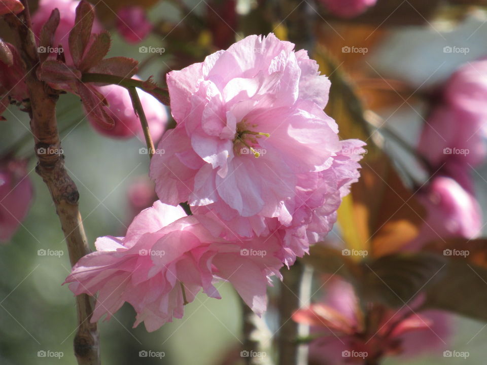 pink cherry blossom 🌸