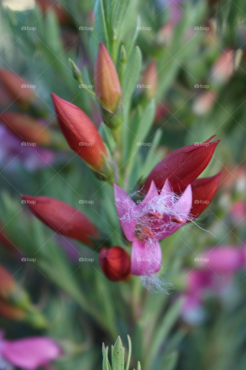 Closeup of a bright unique open flower Eremophila racemosa