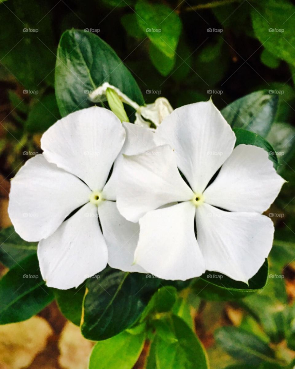 🌹 🇺🇸 Very beautiful flowers to brighten our day.  Live nature and its beauty. Did you like the delicate petals? / 🇧🇷 Flores muito bonitas para alegrar nosso dia. Viva a natureza e sua beleza. Gostaram das pétalas delicadas? 