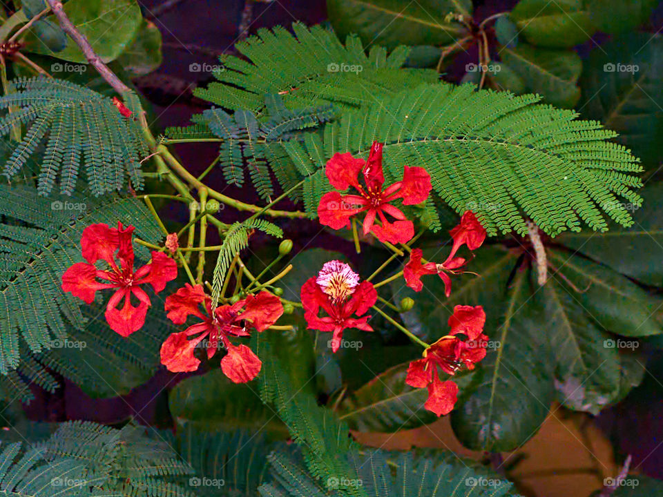 Floral photography - Royal poinciana