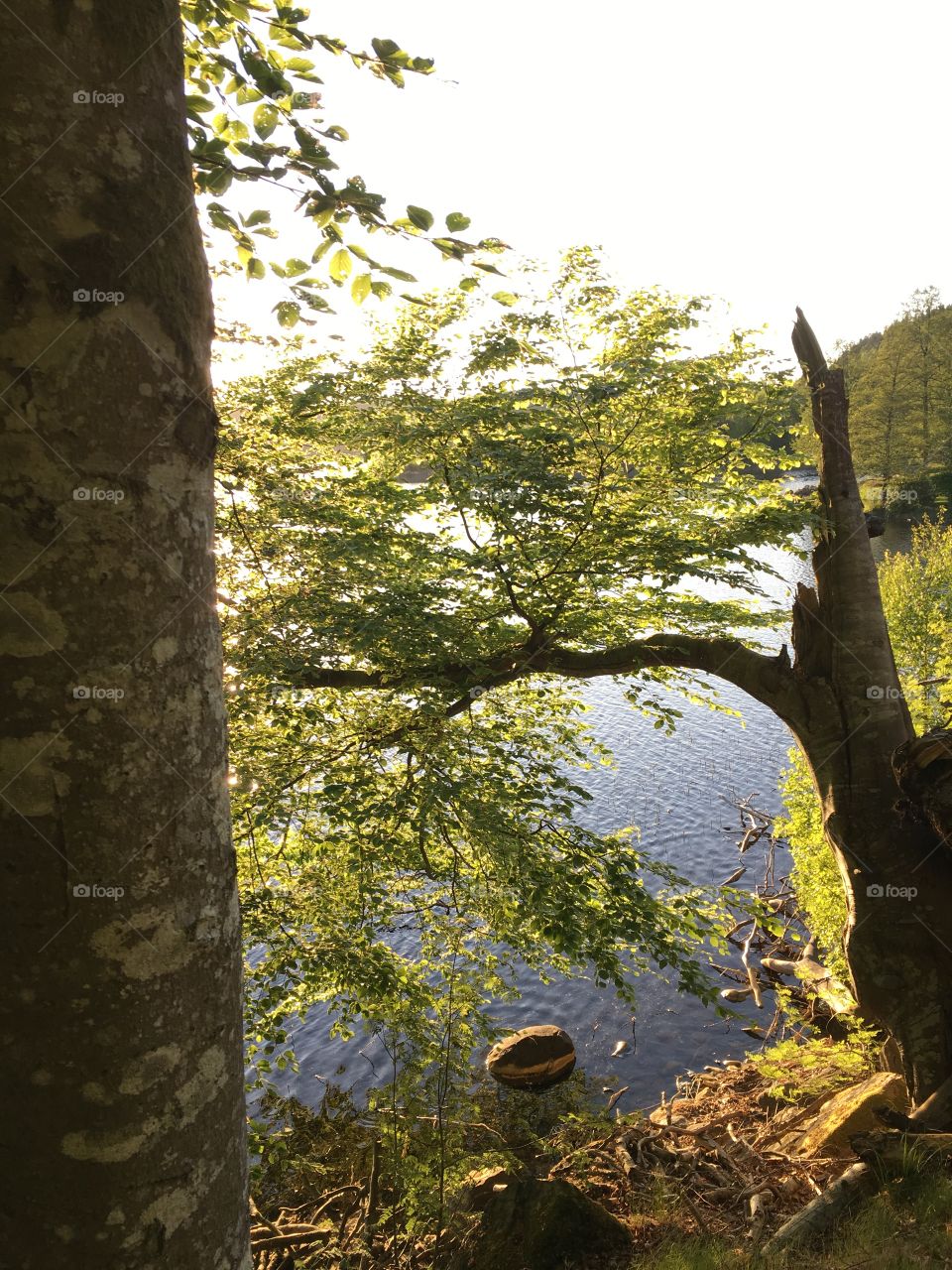 Tree and a lake