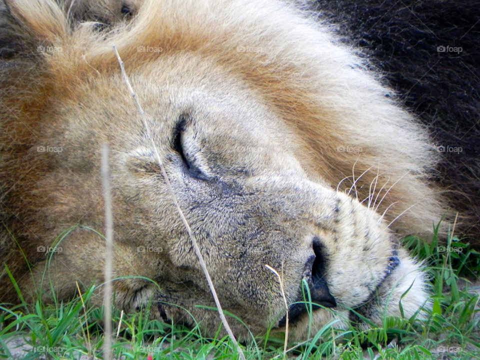 A sleepy lion 